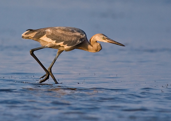 Reddish Egret