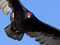 Turkey Vulture