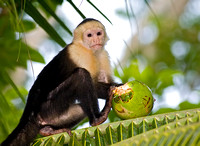 White-Faced Capuchin Monkey Eating Coconut