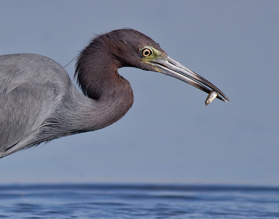 Little Blue Heron with Fish